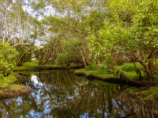 Scenic view of Baldwin swamp, Australia