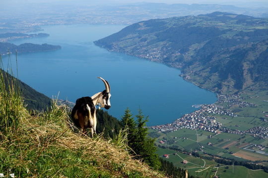 Goat At Rigi Mountain, Switzerland