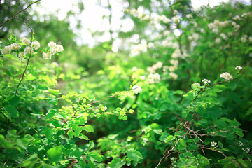 summer park landscape, green trees and walkway in the summer city park