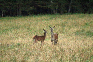 European noble deer in a forest glade in the rays of the setting sun. Excellent illustration on the theme of nature.