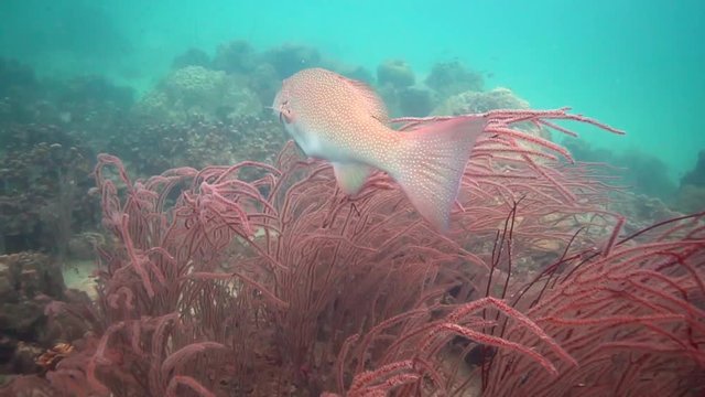 Big grouper swimming inside a beautiful red coral.
