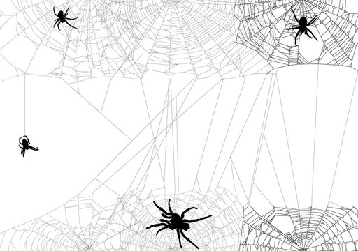 four black spiders in different web illustration