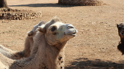 zoo safari