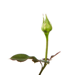 rose bud with foliage isolate on white background