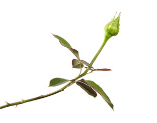 rose bud with foliage isolate on white background - 222108236