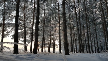 forest in winter