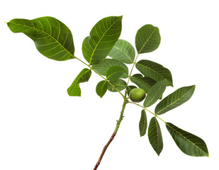branch of walnut tree with foliage on isolated white background