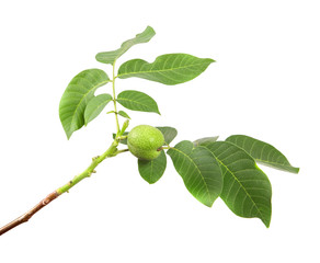 branch of walnut tree with foliage on isolated white background