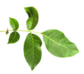 Fototapeta na wymiar leaves of the walnut tree isolate