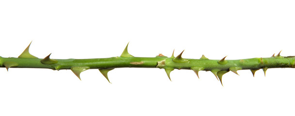stem of rose bush with thorns on an isolated white background - 222108602