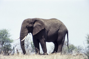 Fototapeta na wymiar Elephant (Loxodonta africana), Kruger National Park, Mpumalanga, South Africa 