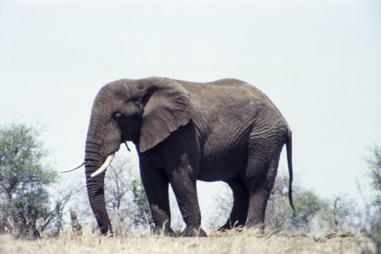 Elephant (Loxodonta africana), Kruger National Park, Mpumalanga, South Africa
