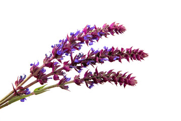 sage flower on isolated white background close-up