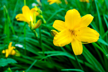 yellow Lily on green grass background, beautiful flower in summer