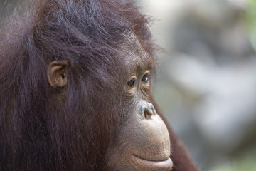 Portrait of sad Asian orangutan, close up