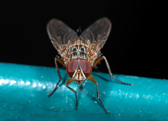 Macro Photo of Little Orange fly Isolated on Black Background