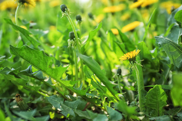 Beautiful yellow dandelion on spring day