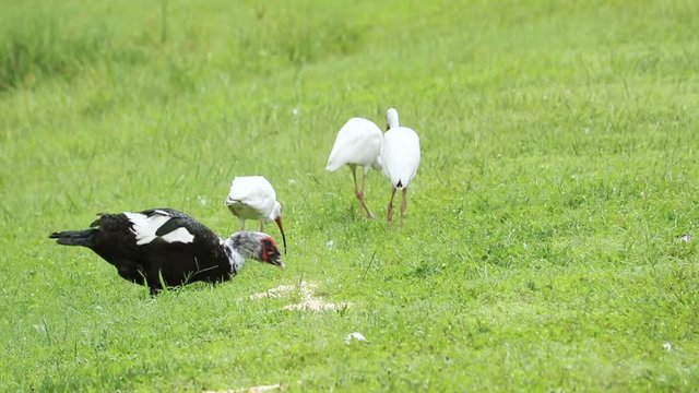 Muscovy drake and American white ibises feeding on the ground