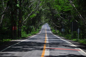 road in the forest