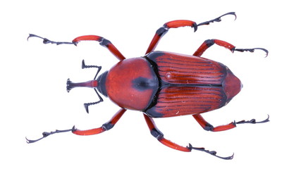 a Cyrtotrachelus snout beetle (weevil)