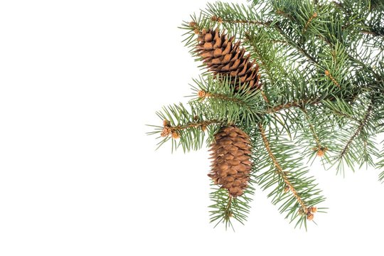 christmas tree branch with pine cone