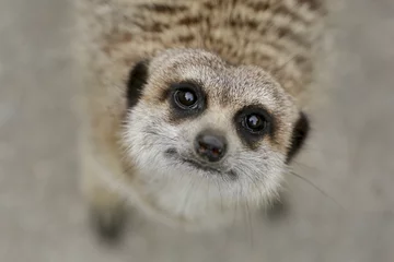Foto auf Leinwand Natur Erdmännchen schaut direkt in die Linse  © photoPepp