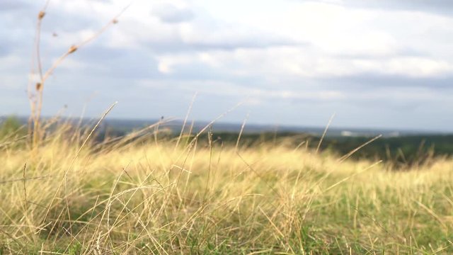 Nature scene
