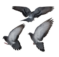 isolated on white three dark gray flying doves