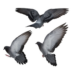 Fototapeta premium isolated on white three dark gray flying doves