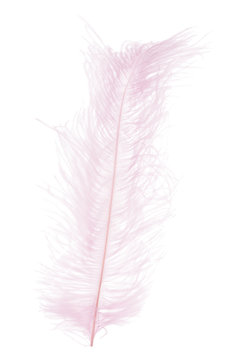 pink large straight feather on white background