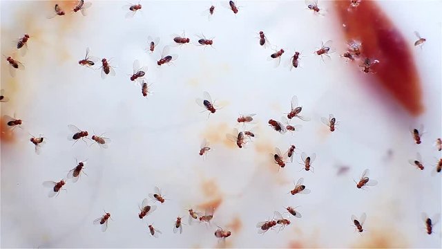 trap for midges Simuliidae with water. drowning insects. unsanitary conditions in the house.