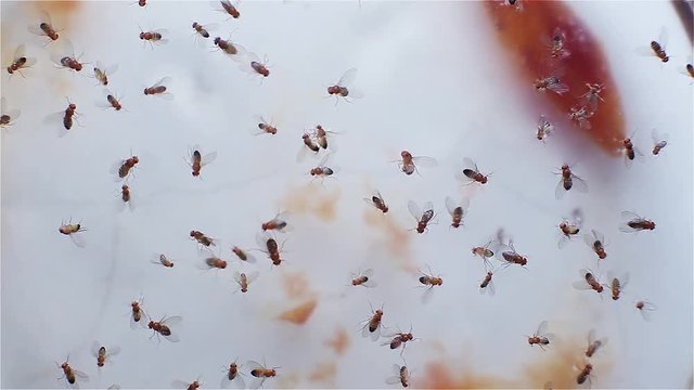 trap for midges Simuliidae with water. drowning insects. unsanitary conditions in the house.