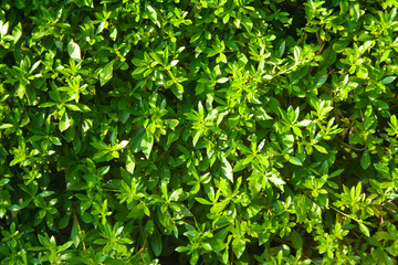 Fototapeta na wymiar Background of green bush
