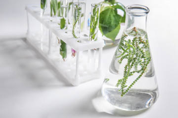 Glass flask and tubes with plants on white table