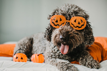 .Sweet and friendly brown spanish water dog playing in the bed of his owner with halloween costume....