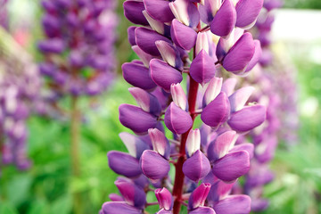 lilac flower Lupin on a green background on a summer day in the garden