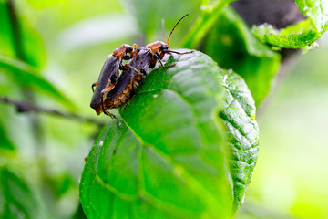 the breeding period of the beetles firefighters, the sex of beetles on a branch of a shrub in summer