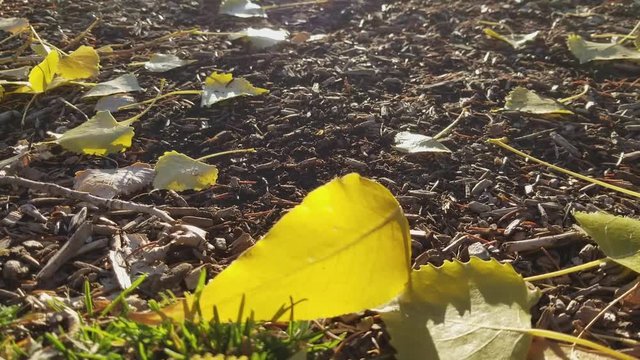 This is a footage of close shot of golden aspen lefs