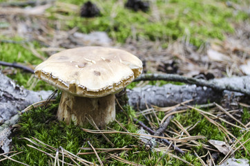 Boletus edulis. Porcini mushrooms in the forest known as penny bun in forest with blurred background