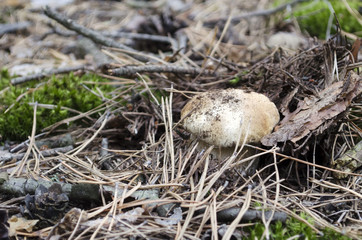 Boletus edulis in the foliage and dust in the forest in naturally. Porcini mushrooms in the forest known as penny bun in forest with blurred background