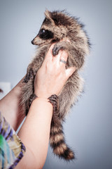 Obraz premium Funny little young raccoon in the woman hands