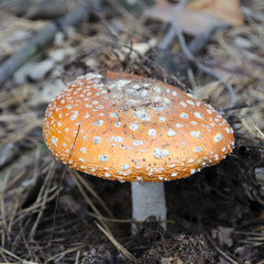 Amanita. Amanita muscaria  poisonous mushroom in a forest close-up
