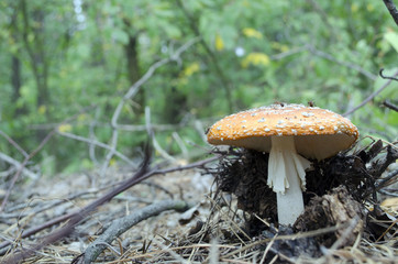 Amanita. Amanita muscaria  poisonous mushroom in a forest close-up