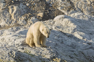 Obraz na płótnie Canvas Female polar bear with collar in Svalbard.