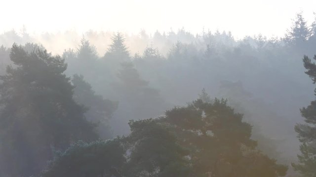 Morning fog over a pine tree forest