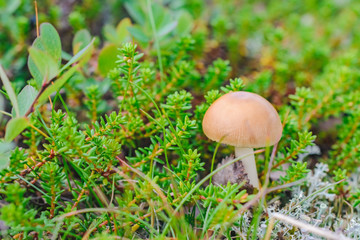Small wild toadstool in a crowberry bushes in the finland forest