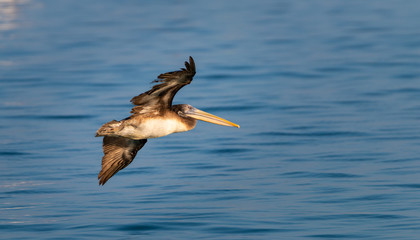 Pelican in flight