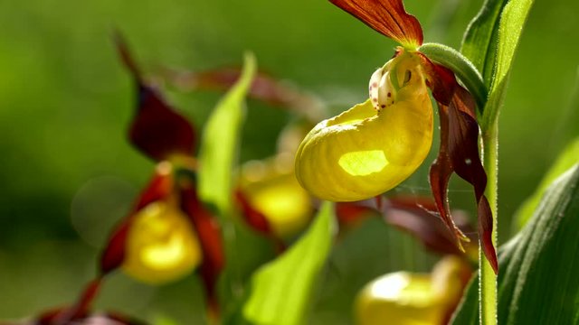 Lady's-slipper orchid (Cypripedium calceolus)