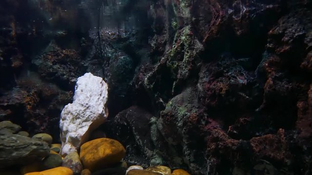 Beautiful aquarium decoration and Oxygen machine in fish tank.