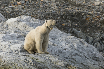 Female polar bear with collar in Svalbard.